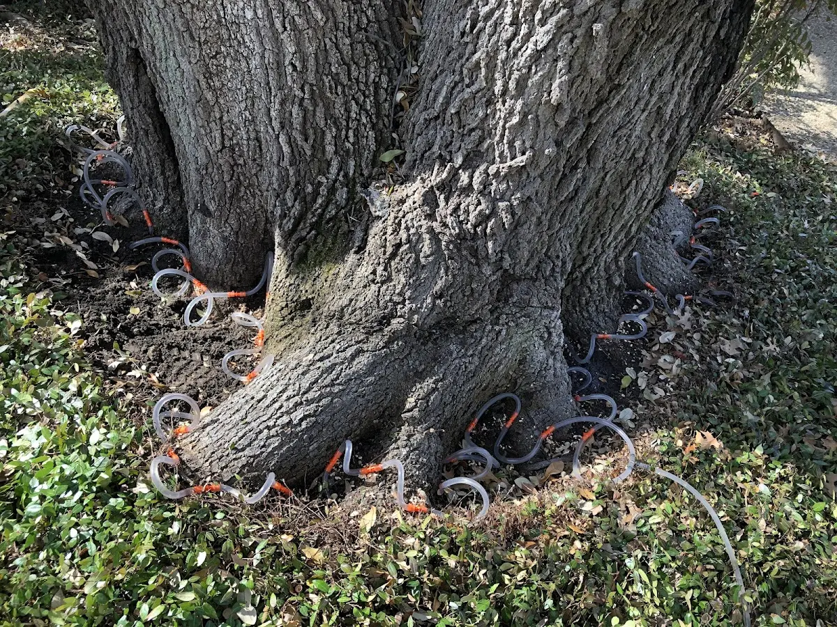 Detailed Tree Cabling and Bracing job site in Nicoma Park