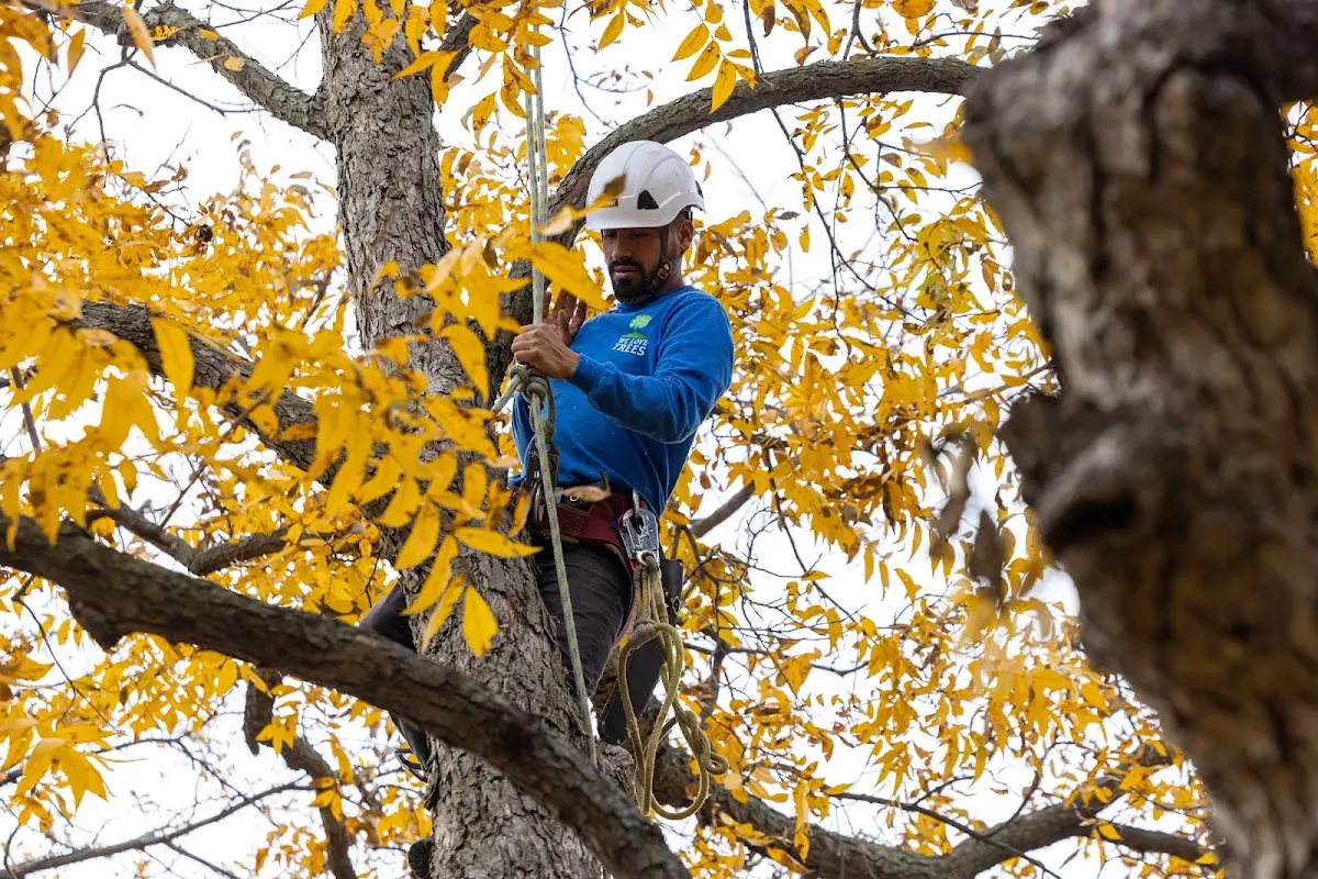 Skilled Tree Pruning crew working in Nicoma Park